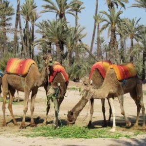 chameau-palmeraie-Marrakech