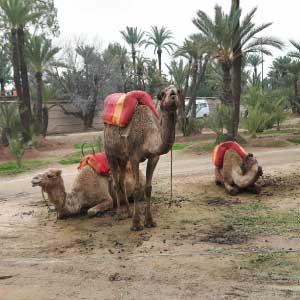 Balade dos Chameau Marrakech