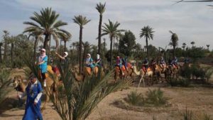 chameau-Palmeraie de Marrakech