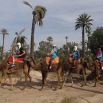 balade chameau marrakech
