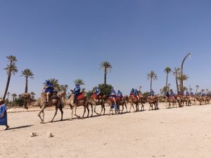 Balade à dos de Dromadaire Marrakech