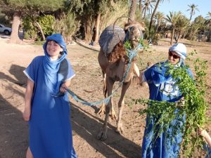 Balade en Dromadaire à Marrakech pas cher